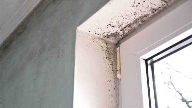 Best Crawl Space Mold Removal  in Paris, KY