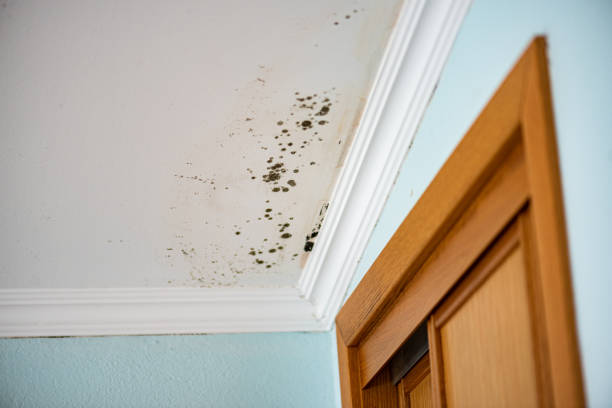 Best Professional Mold Removal  in Paris, KY