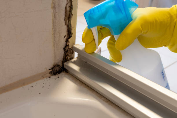 Best Mold Remediation Services  in Paris, KY
