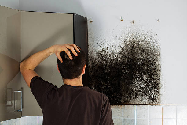 Best Best Mold Removal Companies  in Paris, KY