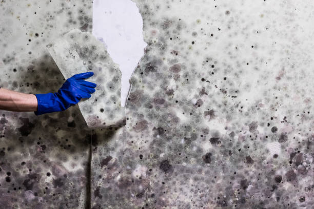Best Mold Testing  in Paris, KY