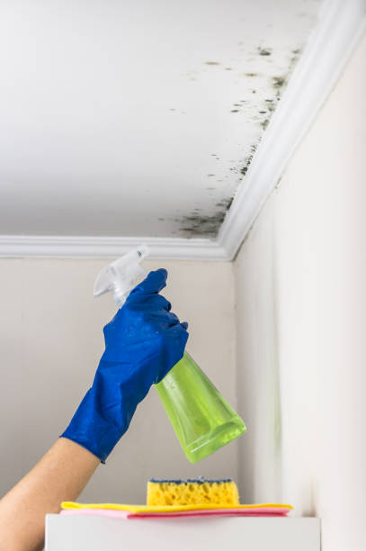 Best Toxic Mold Removal  in Paris, KY